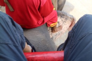 elephant4
