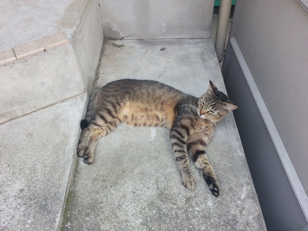 lying_cat