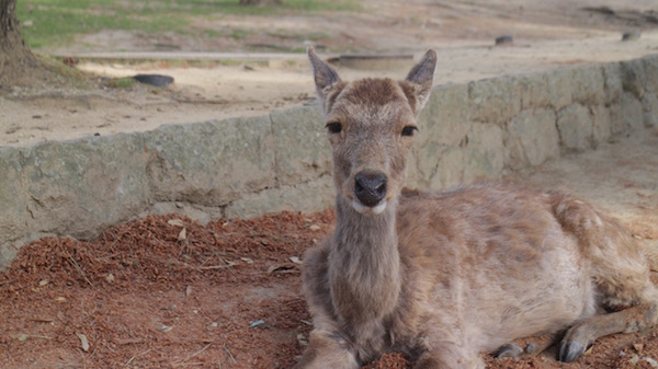 kyoto-nara - 14